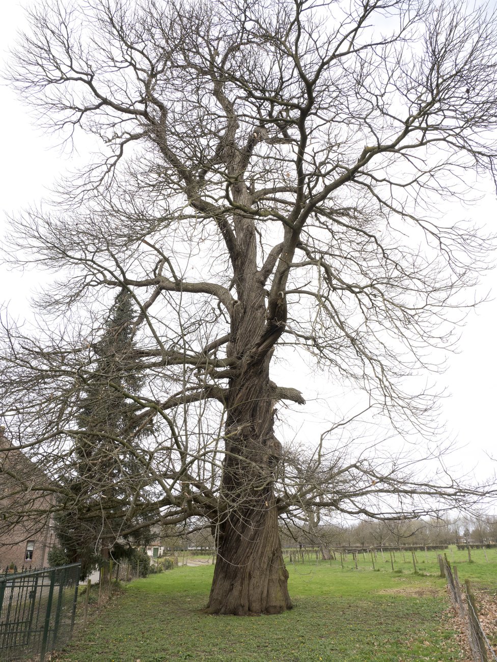 oude boom Amby