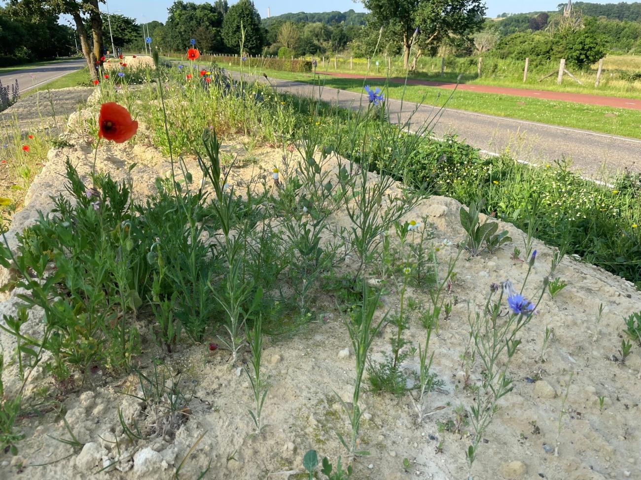Bijen hotspots
