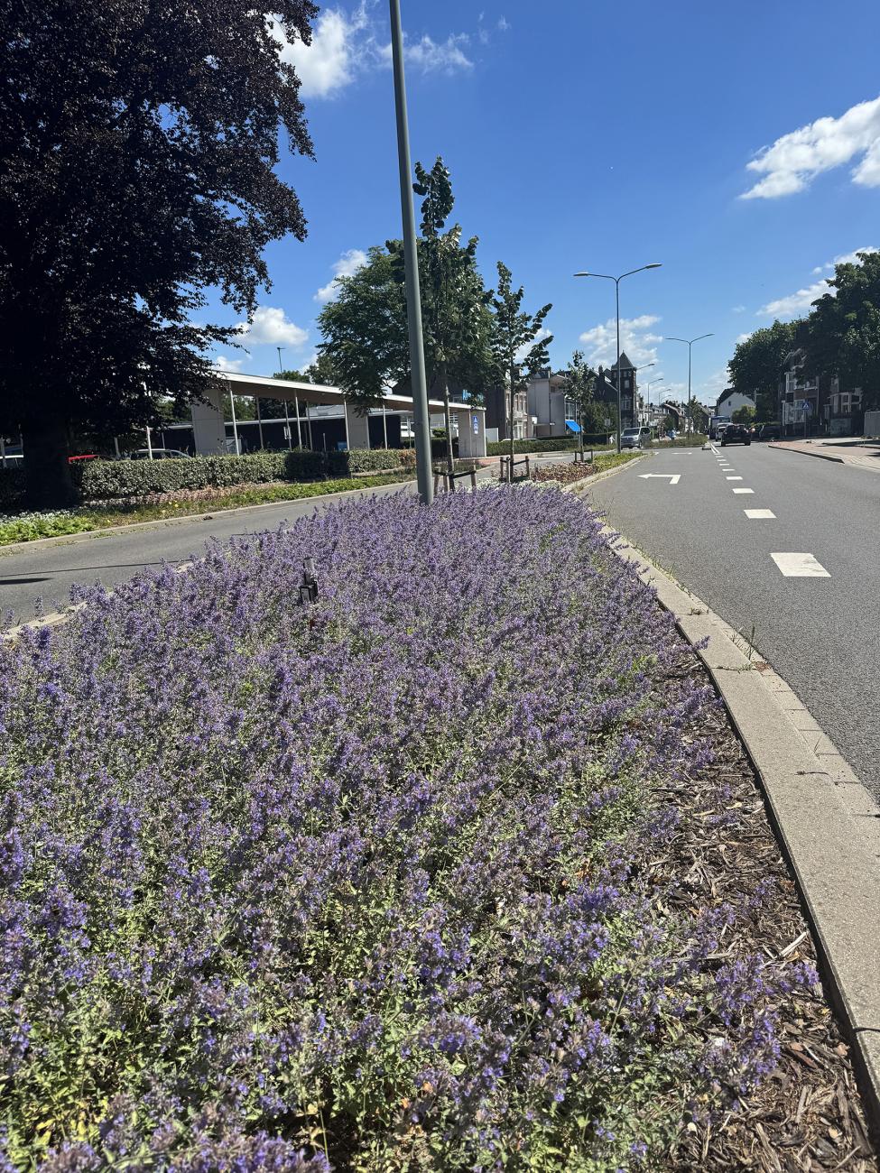 afbeelding van een berm met paarse planten en een grijze weg ernaast