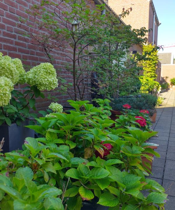 foto van smal straatje met stenen, een muur en allemaal groene planten
