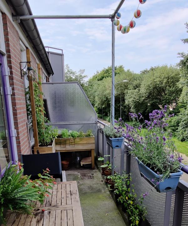 Ons multifunctionele eetbare stukje groen
