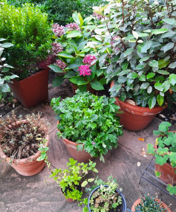 Terrastuintje en balkon vergroenen