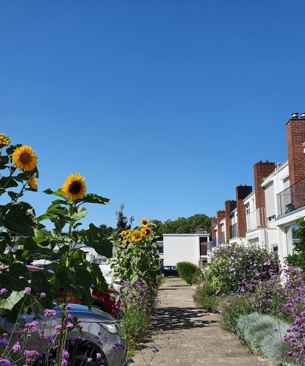 Afbeelding van witte huizen met zonnebloemen en planten