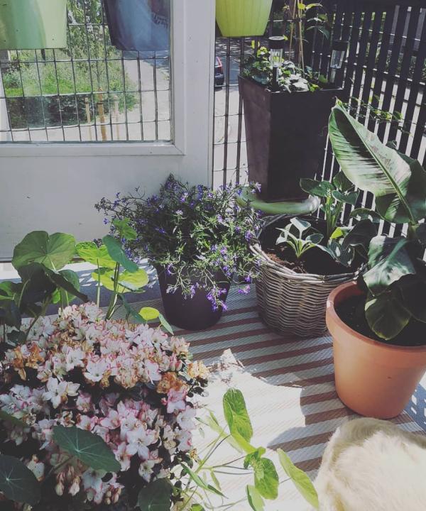 Zomerse dagen balkon 1