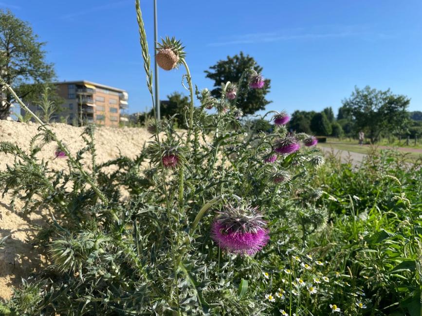 afbeelding van plant met paarse bloem