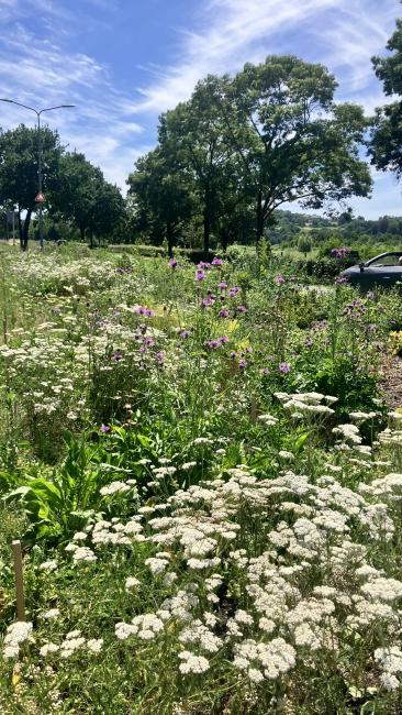 afbeelding van planten in groene berm